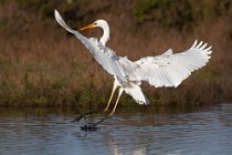 77 Great White Egret - National Park of Circeo, Italy