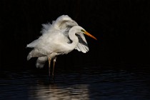 78 Great White Egret - National Park of Circeo, Italy