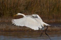 79 Great White Egret - National Park of Circeo, Italy