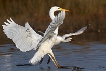 80 Great White Egret - National Park of Circeo, Italy