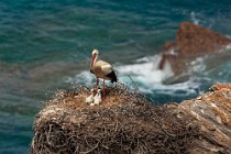 100 White stork - Parque Natural do Sudoeste Alentejano e Costa Vicentina, Portugal