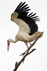 101 White stork - National Park of Coto  Doñana, Spain