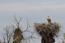 105 White stork - National Park of Coto  Doñana, Spain