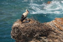 108 White stork - Parque Natural do Sudoeste Alentejano e Costa Vicentina, Portugal