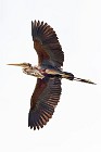 109 Red heron - National Park of Coto Doñana, Spain