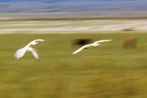 111 Sponbills - National Park of Coto Doñana, Spain