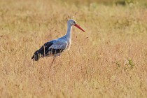 117 White stork - National Park of Monfrague, Spain