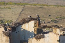 118 White stork - National Park of Monfrague, Spain