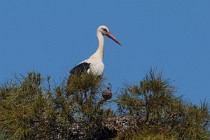 119 White stork - National Park of Monfrague, Spain