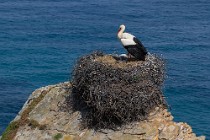 102 Cicogna bianca - Parque Natural do Sudoeste Alentejano e Costa Vicentina, Portogallo