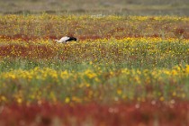 103 Cicogna bianca - Entorno de Doñana, Spagna