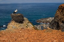 106 Cicogna bianca - Parque Natural do Sudoeste Alentejano e Costa Vicentina, Portogallo