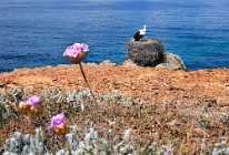 110 Cicogna bianca - Parque Natural do Sudoeste Alentejano e Costa Vicentina, Portogallo