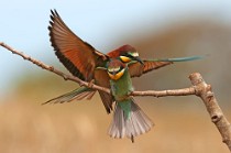 41 Bee Eaters - Circeo National Park, Italy