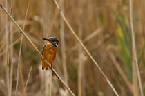 42 Kingfisher - National Park of Circeo, Italy