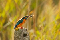 43 Kingfisher - National Park of Circeo, Italy