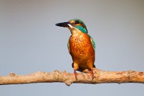 44 Kingfisher - National Park of Circeo, Italy