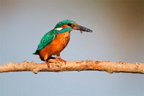 45 Kingfisher - National Park of Circeo, Italy