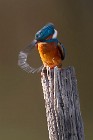46 Kingfisher - National Park of Circeo, Italy