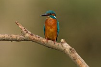 47 Kingfisher - National Park of Circeo, Italy