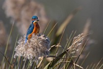 49 Kingfisher - National Park of Circeo, Italy