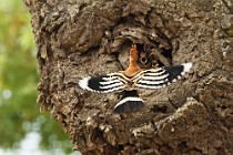 52 Hoopoe at the nest - National Park of Coto Doñana
