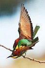 21 Bee Eaters - Circeo National Park, Italy