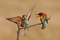 22 Bee Eaters - Circeo National Park, Italy