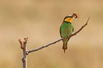 23 Bee Eaters - Circeo National Park, Italy