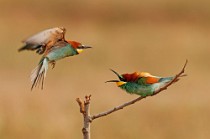 24 Bee Eaters - Circeo National Park, Italy