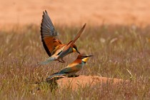 26 Bee Eaters - Circeo National Park, Italy