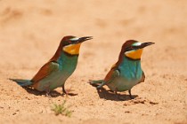 27 Bee Eaters - Circeo National Park, Italy