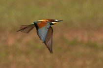 28 Bee Eater - Circeo National Park, Italy