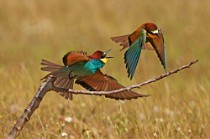 30 Bee Eaters - Circeo National Park, Italy
