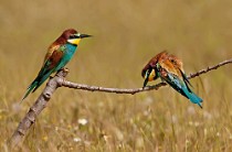 31 Bee Eaters - Circeo National Park, Italy
