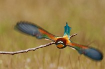 32 Bee Eater - Circeo National Park, Italy