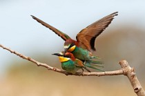 34 Bee Eaters - Circeo National Park, Italy
