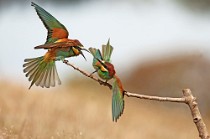 35 Bee Eaters - Circeo National Park, Italy