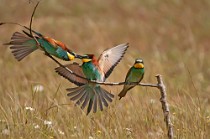 36 Bee Eaters - Circeo National Park, Italy