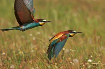 37 Bee Eaters - Circeo National Park, Italy
