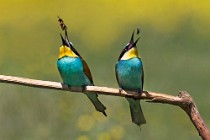 38 Bee eaters - National Park of Circeo, Italy