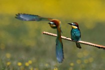 39 Bee eaters - National Park of Circeo, Italy