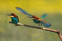 40 Bee eaters - National Park of Circeo, Italy