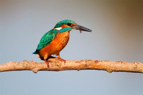 Kingfishers, Hoopoes and  Bee-eaters 1