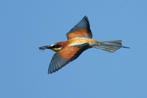 Kingfishers, Hoopoes and Bee-eaters 2