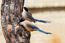 10 Azure-winged Magpies - Coto Doñana National Park, Spain