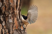11 Azure-winged Magpie - Coto Doñana National Park, Spain