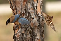 17 Azure-winged Magpie and sparrow - Coto Doñana National Park, Spain