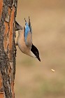 18 Azure-winged Magpie - Coto Doñana National Park, Spain