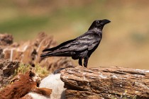 19 Northern Raven - National Park of Monfrague, Spain